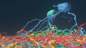 Pesquisadores de Princeton Fazem Crowdsourcing de Mapeamento Cerebral com Jogadores e Descobrem Seis Novos Tipos de Neurônios