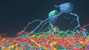 Pesquisadores de Princeton Fazem Crowdsourcing de Mapeamento Cerebral com Jogadores e Descobrem Seis Novos Tipos de Neurônios
